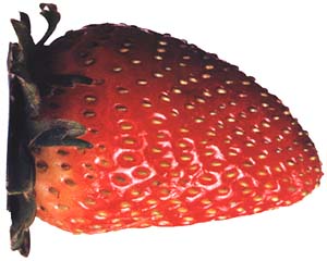 Strawberry, the favorite June fruit in Krakow